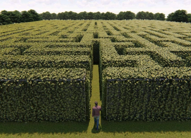 huge outside maze made of shrubs