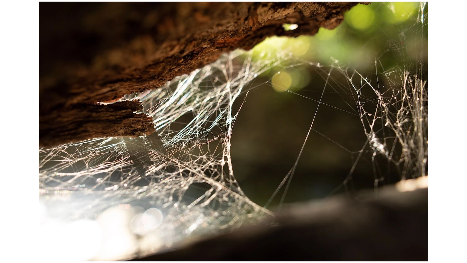 spider web