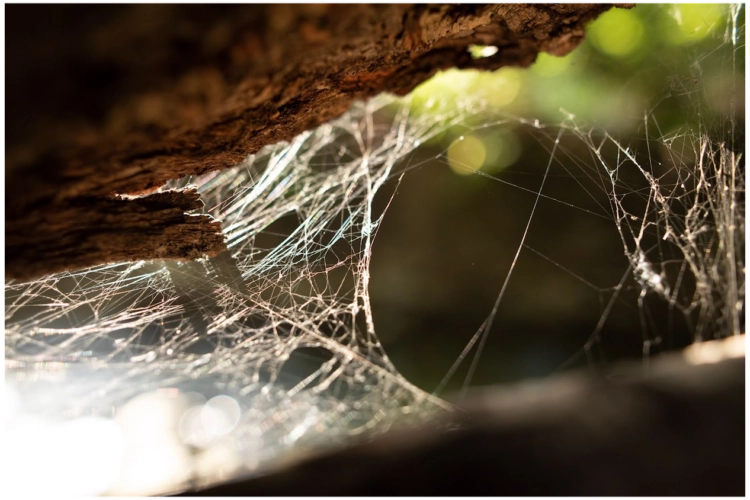 spider web